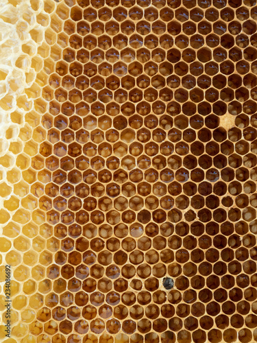 Newborn bee on honyecomb.