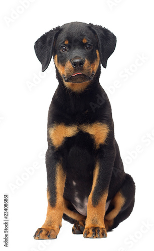 rottweiler puppy sitting