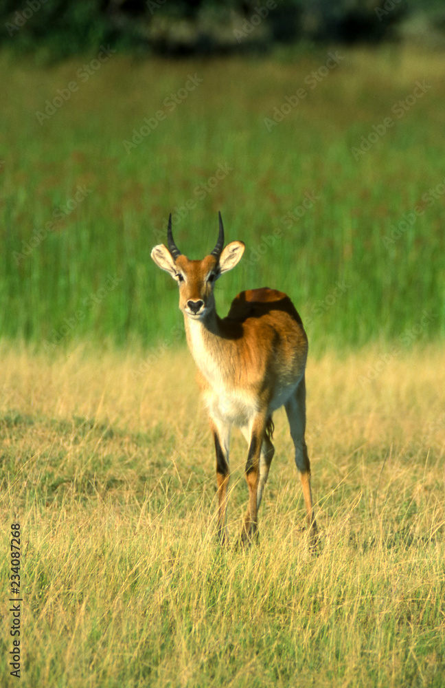 Fototapeta premium Lechwe (Kobus leche), Moremi Wildlife Reserve, Ngamiland, Botswana, Africa
