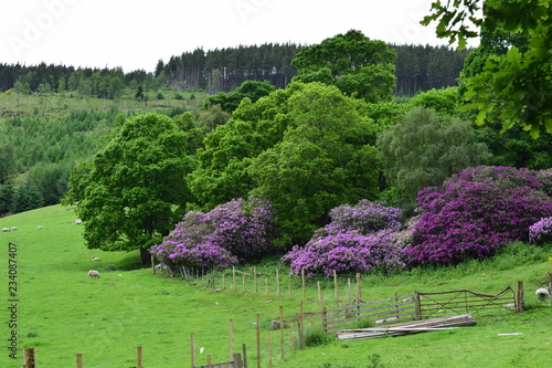 flowers in the hills