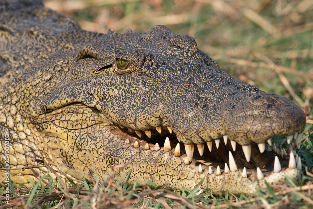 Obraz premium ein Krokodil zeigt seine Zähne, Chobe River, Botswana