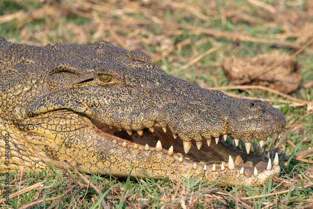 Obraz premium ein Krokodil zeigt seine Zähne, Chobe River, Botswana