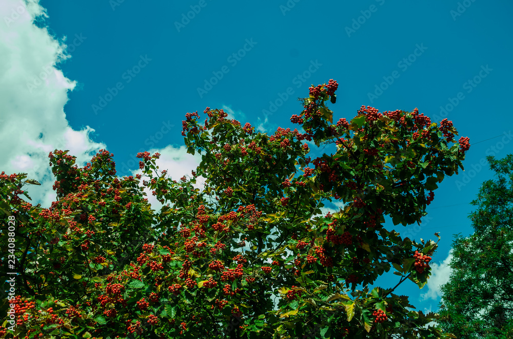 tree with green leaves and blue sky