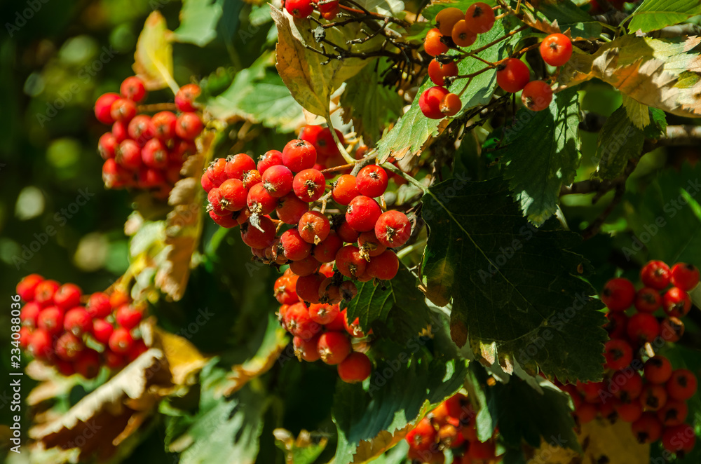 Obraz premium berries of red currant on bush