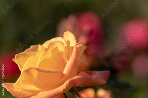 Orange roses / Narashino City, Chiba Prefecture, Japan photo