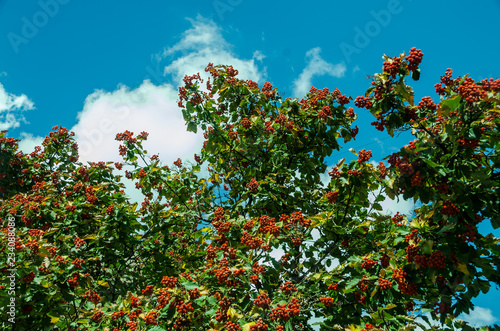 red currant on the background of a blue sky