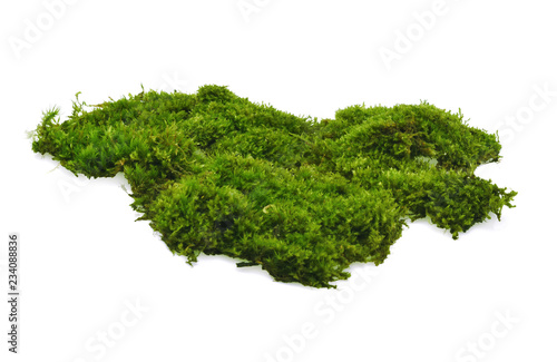Green moss on white background