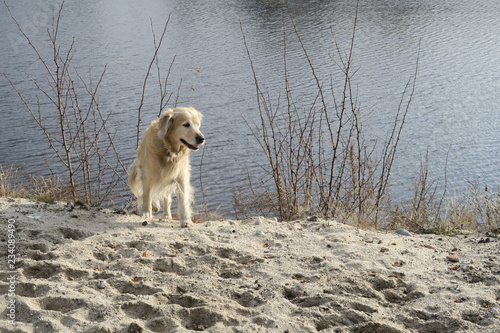 golden retriever beim gassi spaziergang im sonnenlicht photo