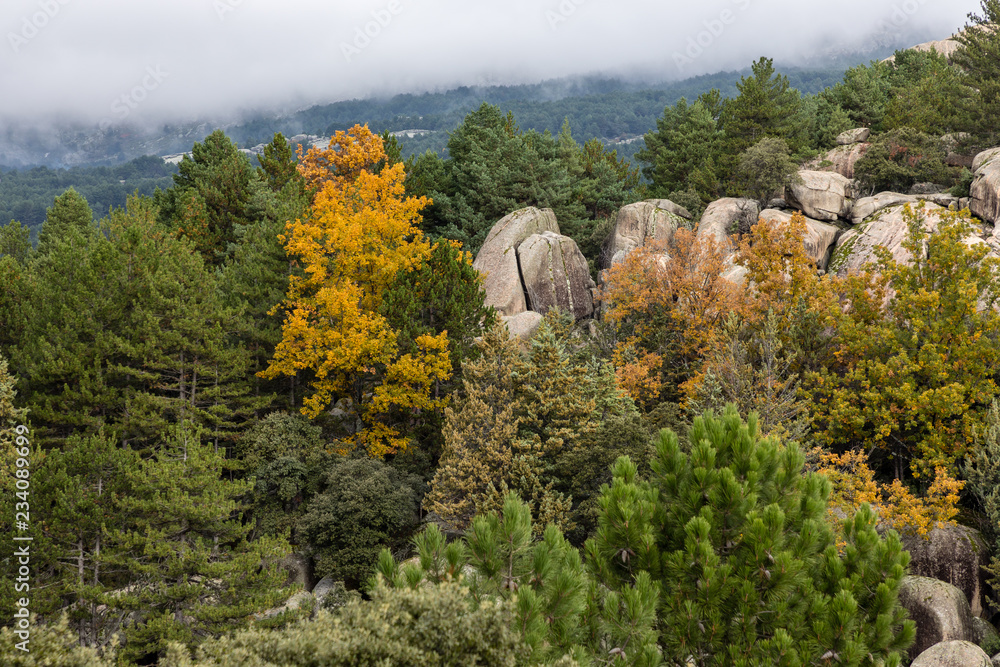 Autumn colors in the leaves of the trees in La Pedriza, in the Regional Park of the Manzanares of Madrid