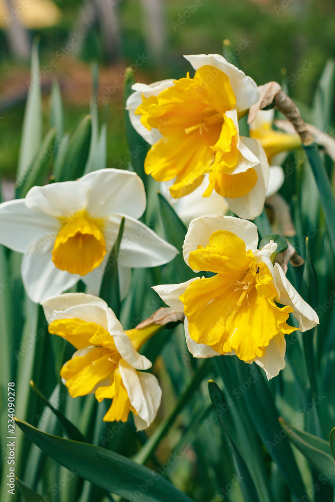 Beautiful varietal daffodils in the garden Beautiful varietal daffodils in the garden