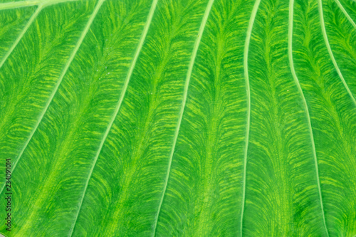 Abstract background of green leaf