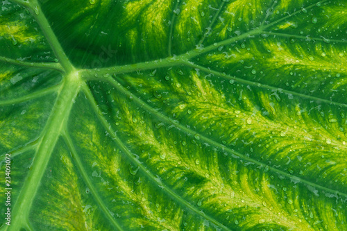 Abstract background of leaf with water drop