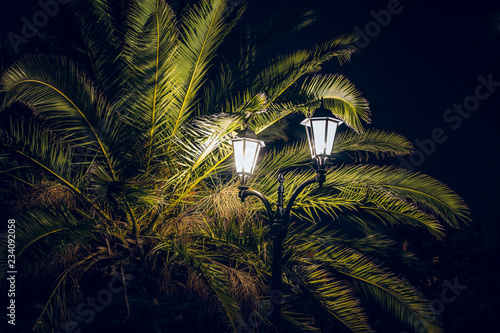 night dark atmospheric tropic landscape view with palm tree leaves in street lantern light with glares  copy space
