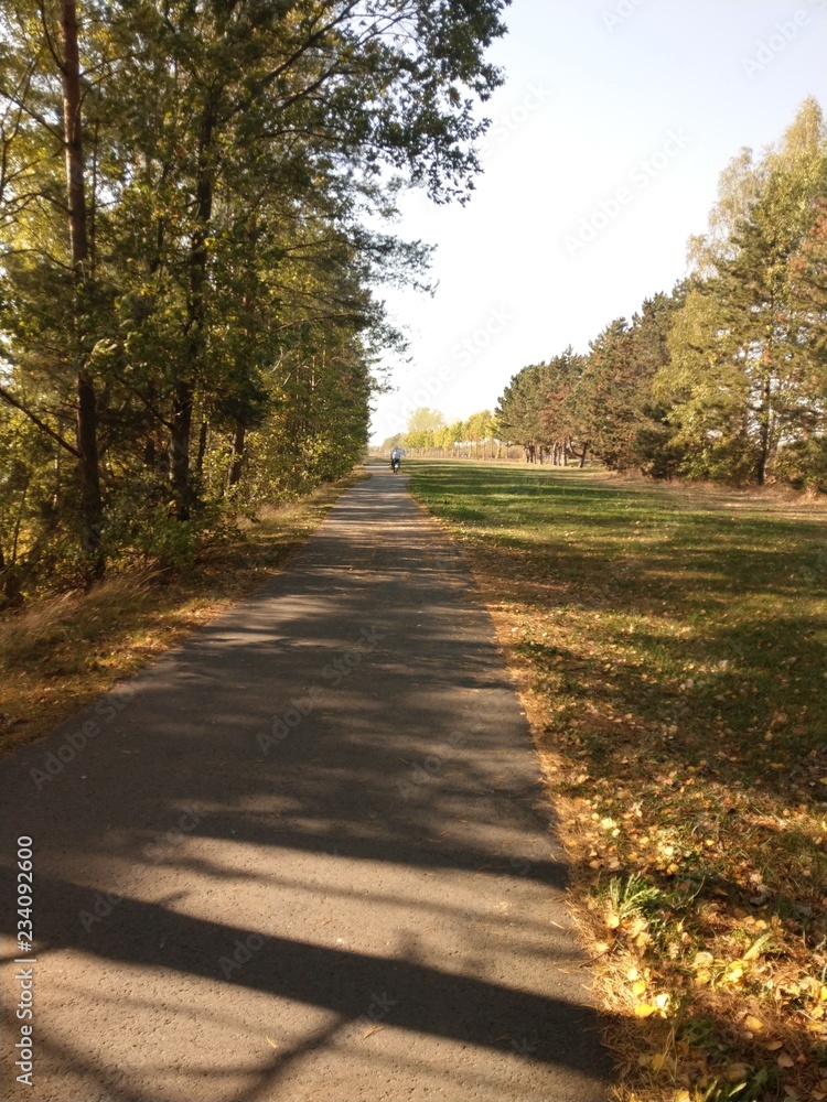 Obraz premium lonely road in the woods