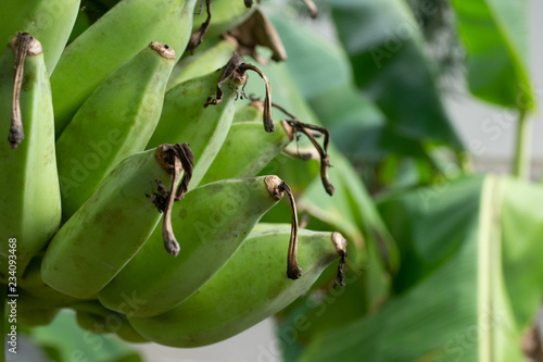 Green banana bunch with banana tree