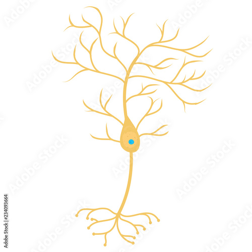 Pyramidal neurons cell