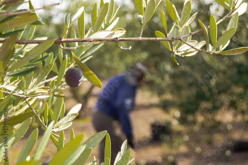 Close-up of an olive branch with olives on a sunny day. Blurred background with a farmer picking olives in Seville, Andalusia.