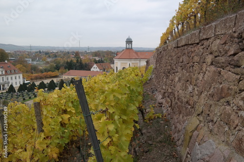 vineyard on a cloudy day