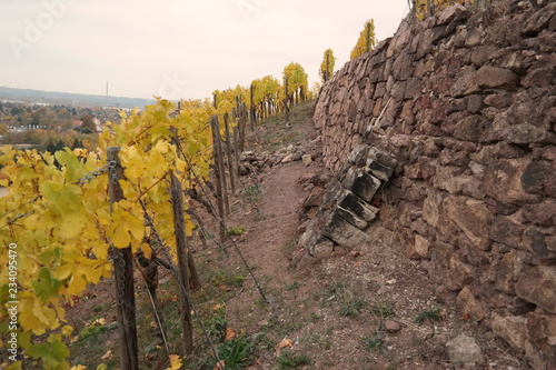 vineyard on a cloudy day