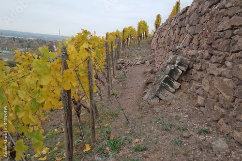 vineyard on a cloudy day