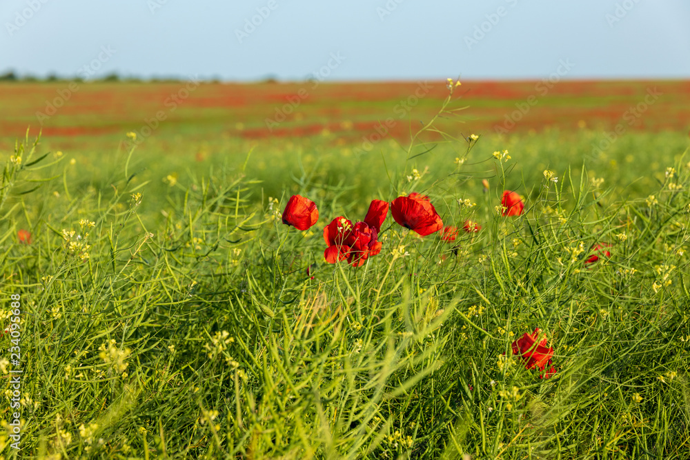 Fototapeta premium meadow grasses, flowers, fields