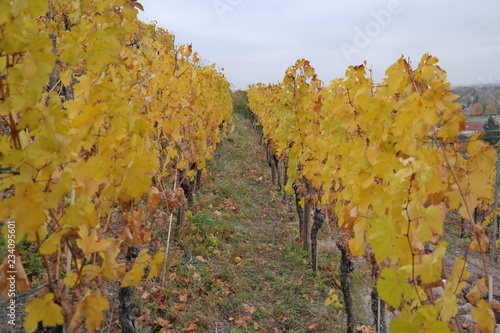 vineyard on a cloudy day
