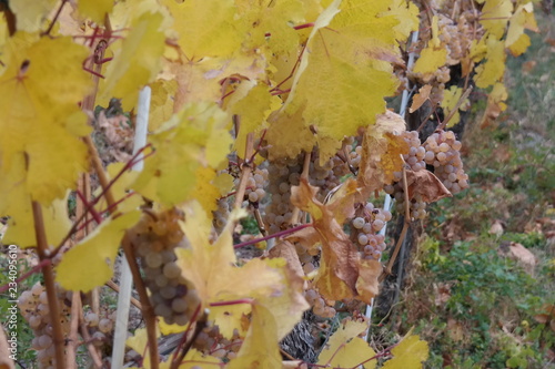 vineyard on a cloudy day