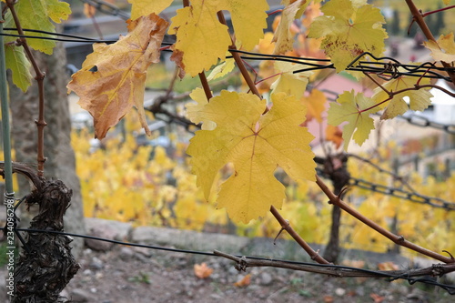 vineyard on a cloudy day
