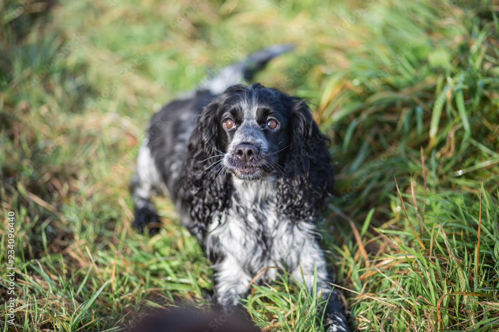 spaniel