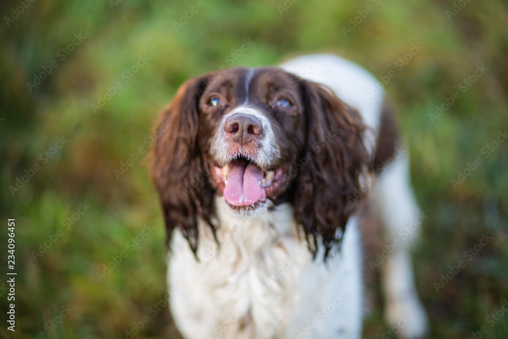spaniel spaniel