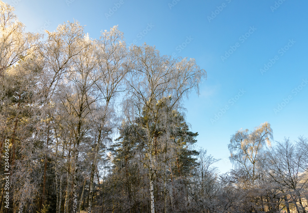 Low angle view of top of tree's twig and branch without leaves and covered with sunny with blue sunny sky background. Low angle view of top of tree's twig and branch without leaves and covered with sunny with blue sunny sky background.