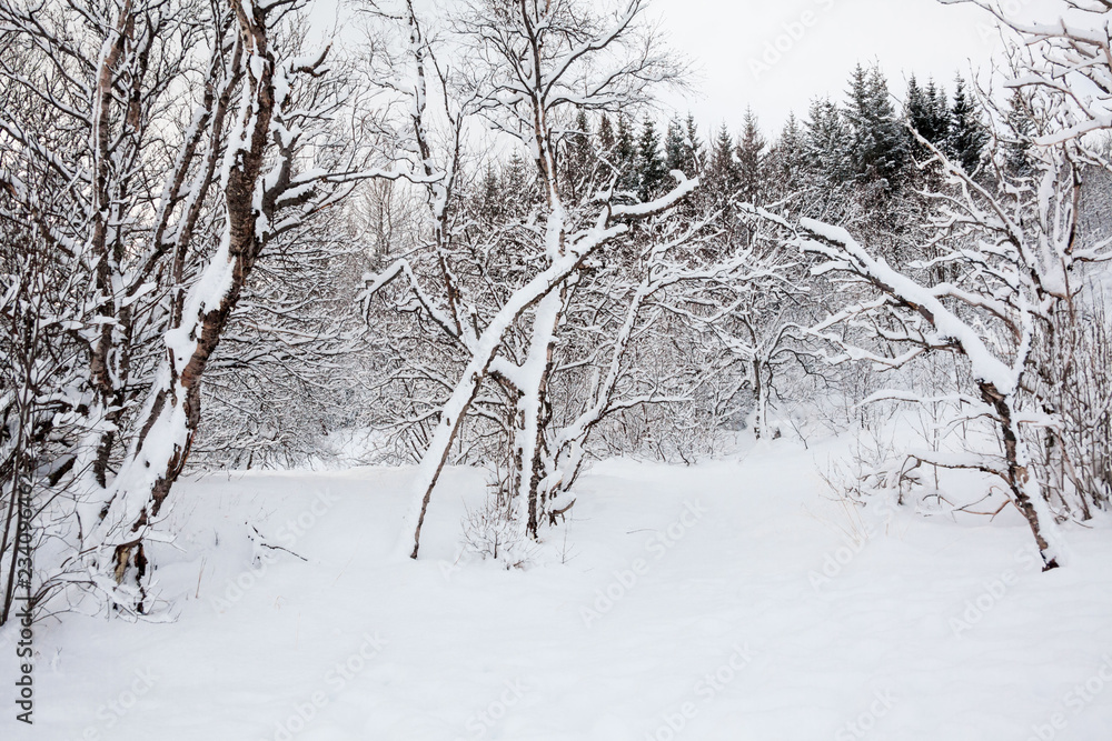 Thingvellir National Park or better known as Iceland pingvellir National Park during winter Thingvellir National Park or better known as Iceland pingvellir National Park during winter