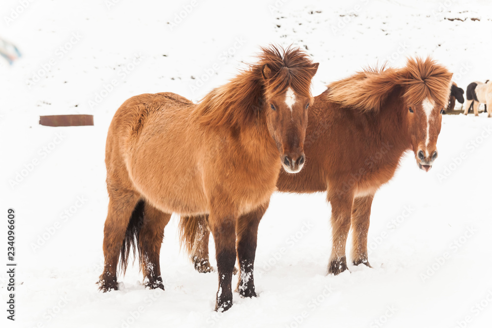 Iceland real horse during winter snow Iceland real horse during winter snow