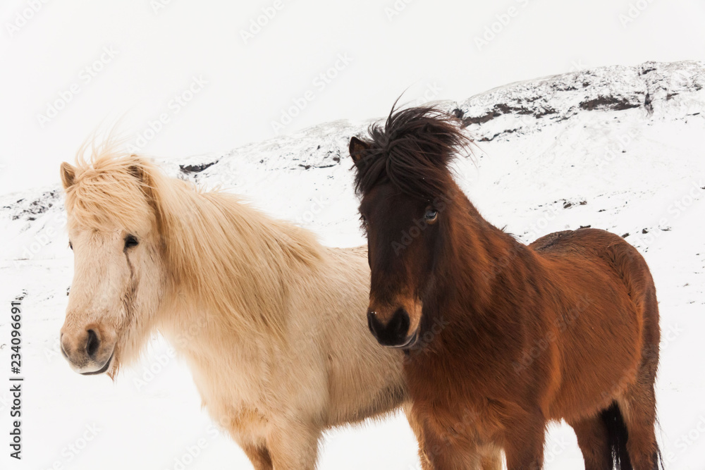 Iceland real horse during winter snow Iceland real horse during winter snow