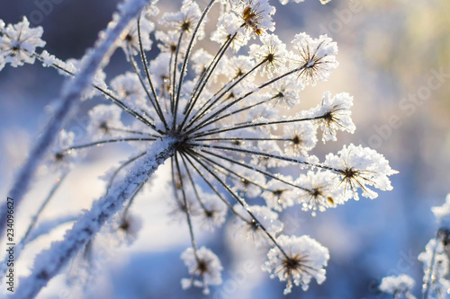 Frozen plant in morning close up in winter