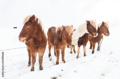 Iceland real horse during winter snow