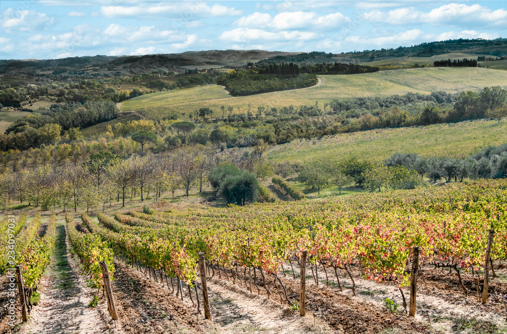 Tuscany in October:  Vineyards and olive groves show fall colors on a hillside south of Florence, Italy.