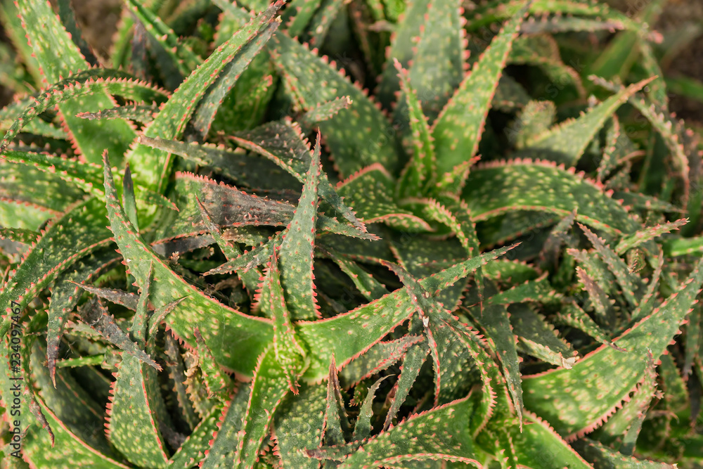 Obraz premium close up of aloe vera cactus. Natural background