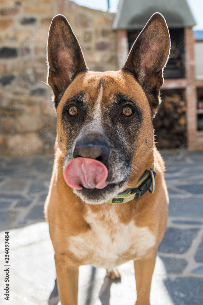 Retrato en primer plano de perro mestizo pastor aleman y boxer lamiendose la nariz