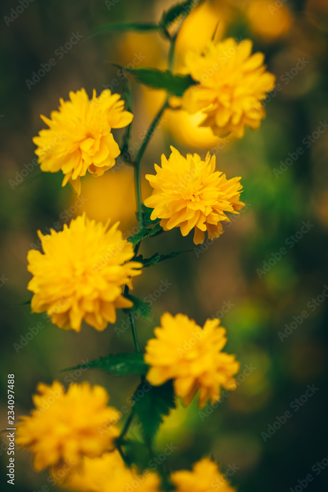 Guirlande de fleurs Guirlande de fleurs