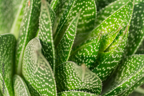 close up of aloe vera cactus. Natural background