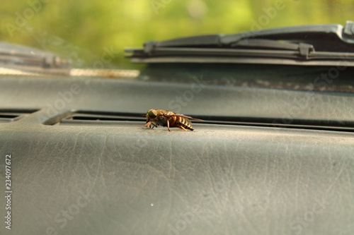 insect in the car, a dangerous insect, a hornet in the car