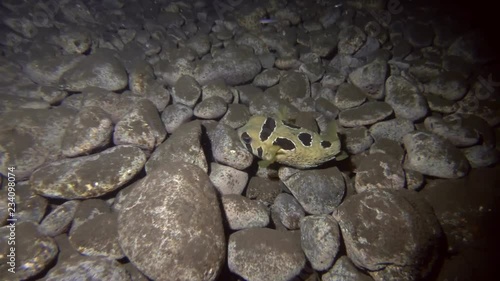 Porcupinefish on rocky bottom in the night. Black-blotched Porcupinefish - Diodon liturosus, Bali, Oceania, Indonesia  photo