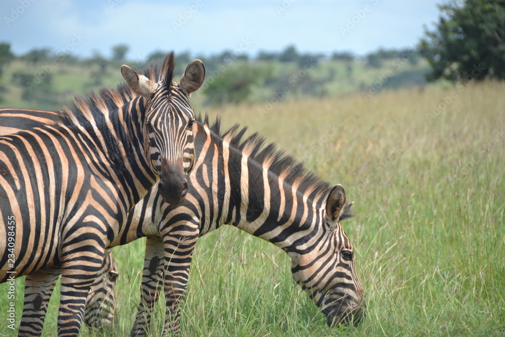 Fototapeta premium zèbre