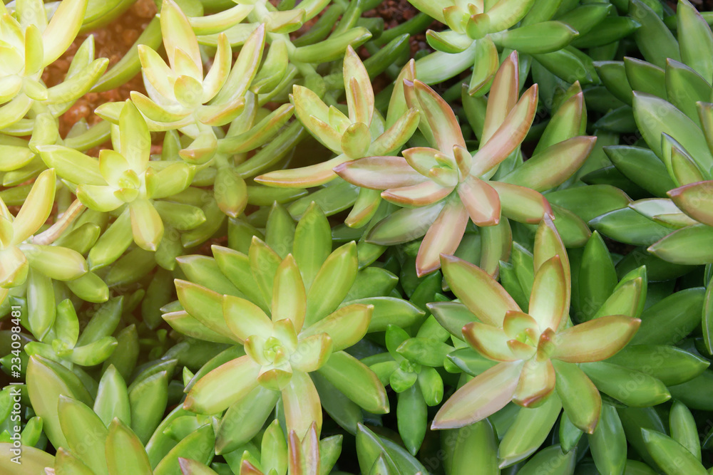 Lush Green Succulent Plants Coppertone Stonecrop, Sedum nussbaumerianum as Natural Texture Background Lush Green Succulent Plants Coppertone Stonecrop, Sedum nussbaumerianum as Natural Texture Background