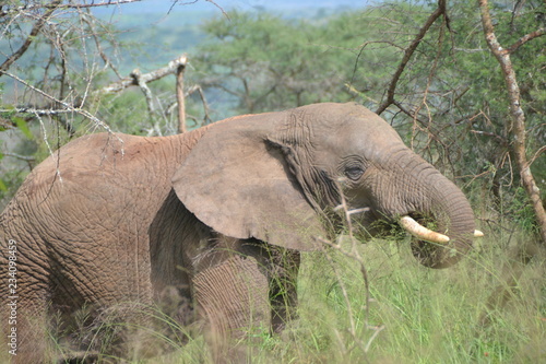 éléphant photo