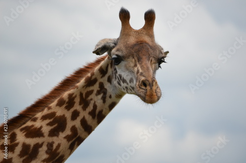 girafe  © celia