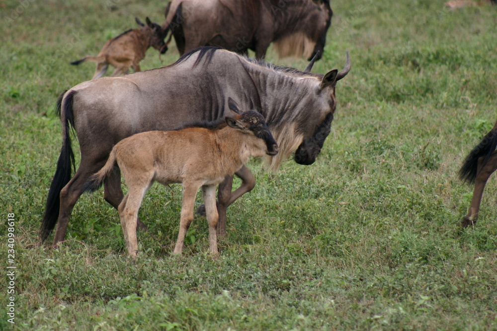gnou et son petit dans la savane gnou et son petit dans la savane