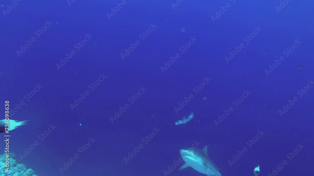 Tiger Shark slowly rises up from the depths of the sea swim in the blue water. Tiger Shark, Galeocerdo cuvier, Indian Ocean, Fuvahmulah Atoll, Tiger Zoo dive site, Maldives Tiger Shark slowly rises up from the depths of the sea swim in the blue water. Tiger Shark, Galeocerdo cuvier, Indian Ocean, Fuvahmulah Atoll, Tiger Zoo dive site, Maldives