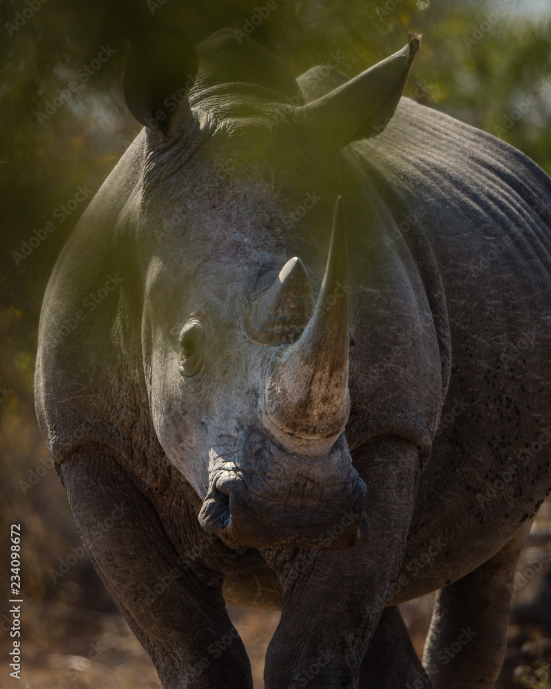 Fototapeta premium Rhinocéros du Kruger